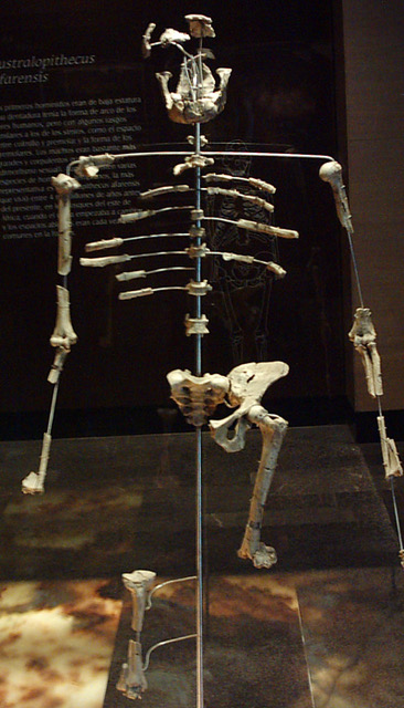Figura 1: una copia dello scheletro fossile di Lucy, conservato al museo di Addis Abeba.