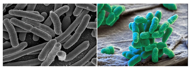 Fig. 3 - Procarioti unicellulari: Escherichia coli (a sinistra) e una colonia di cianobatteri (a destra). Crediti: web.