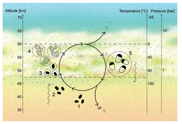Fig. 5 - Un possibile "ciclo di vita" di un microbo su Venere. Alla giusta altezza, dove non fa tanto caldo, il microbo provoca intorno a sè la condensazione dell’acido solforico e del vapore acqueo presenti nell’atmosfera venusiana. Protetto da questa "tuta spaziale", il microbo potrebbe vivere. Ma ben presto la gocciolina in cui vive si ingrossa, e la gravità la fa cadere in basso, dove fa molto più caldo. La gocciolina evapora, e il suo ospite, se vuole sopravvivere, deve trasformarsi in spora e attendere che qualche corrente d’aria lo riporti più in alto, dove coagula un’altra gocciolina, si risveglia, germina e si può riprodurre (figura dall’articolo di Seager et al., arXiv:2009.0674 - vedi sotto negli approfondimenti).