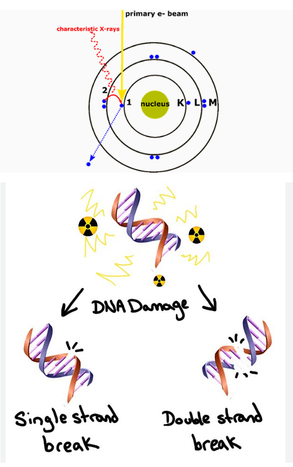 Fig. 3 - I raggi X riescono a "strappare" gli elettroni che orbitano attorno al loro nucleo. Per questo i raggi X sono pericolosi: la loro energia è sufficientemente grande da spezzare i legami tra le molecole, incluse quelle del DNA - Crediti: web.