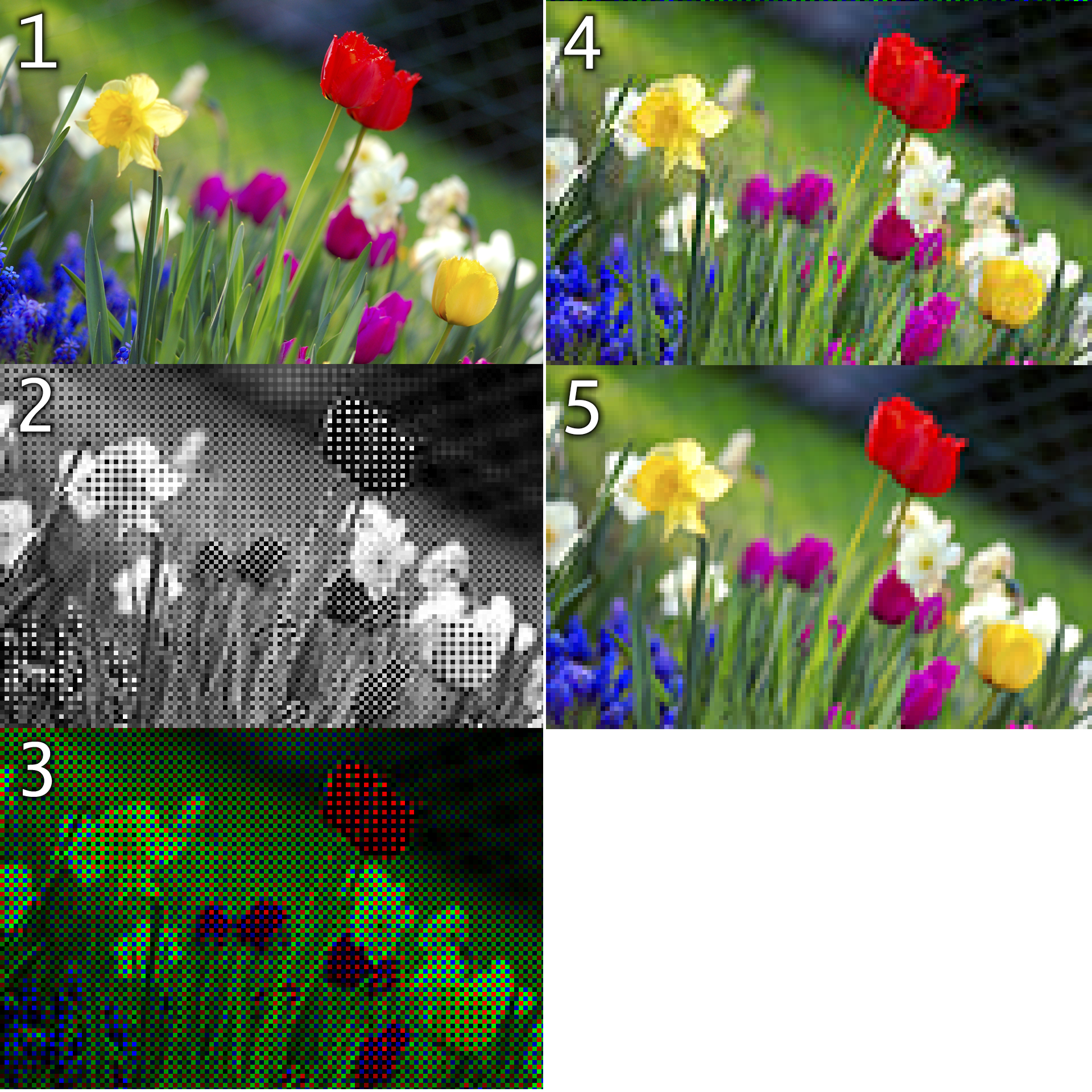 Fig. 5 - 1) Immagine originale - 2) Immagine utilizzando un filtro di Bayer con un sensore di 120x80 pixel - 3) Immagine utilizzando un filtro a colori - 4) Immagine in cui l’informazione mancante sui colori viene ottenuta per interpolazione - Per paragone immagine RGB - 120x80 pixel - (per esempio immagine da scansione di una pellicola) - Crediti: Wikipedia