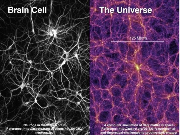 Fig. 1 - Neurone, a sinistra, vs ammasso di Galassie, a destra: una analogia suggestiva. Ma teniamo presente che un ammasso galattico è circa 4x1028 volte più grande del soma (parte centale) di un neurone - Crediti: web.