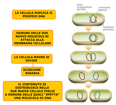 Fig. 3 - Divisione di una cellula batterica. Il DNA, circolare, comincia a replicarsi in due direzioni - Crediti: web.