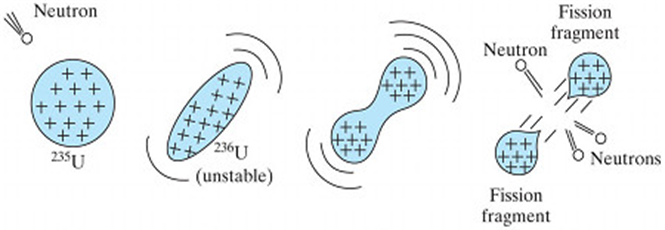 Fig. 6 - Il modello a goccia di Bohr per il nucleo atomico. Soggetto ad oscillazioni provocate dalla cattura di un neutrone, le cariche si allontanano e così sono meno soggette alla forza forte e il nucleo, soggetto alla forza elettrica, si può spezzare. Crediti Wikipedia. 