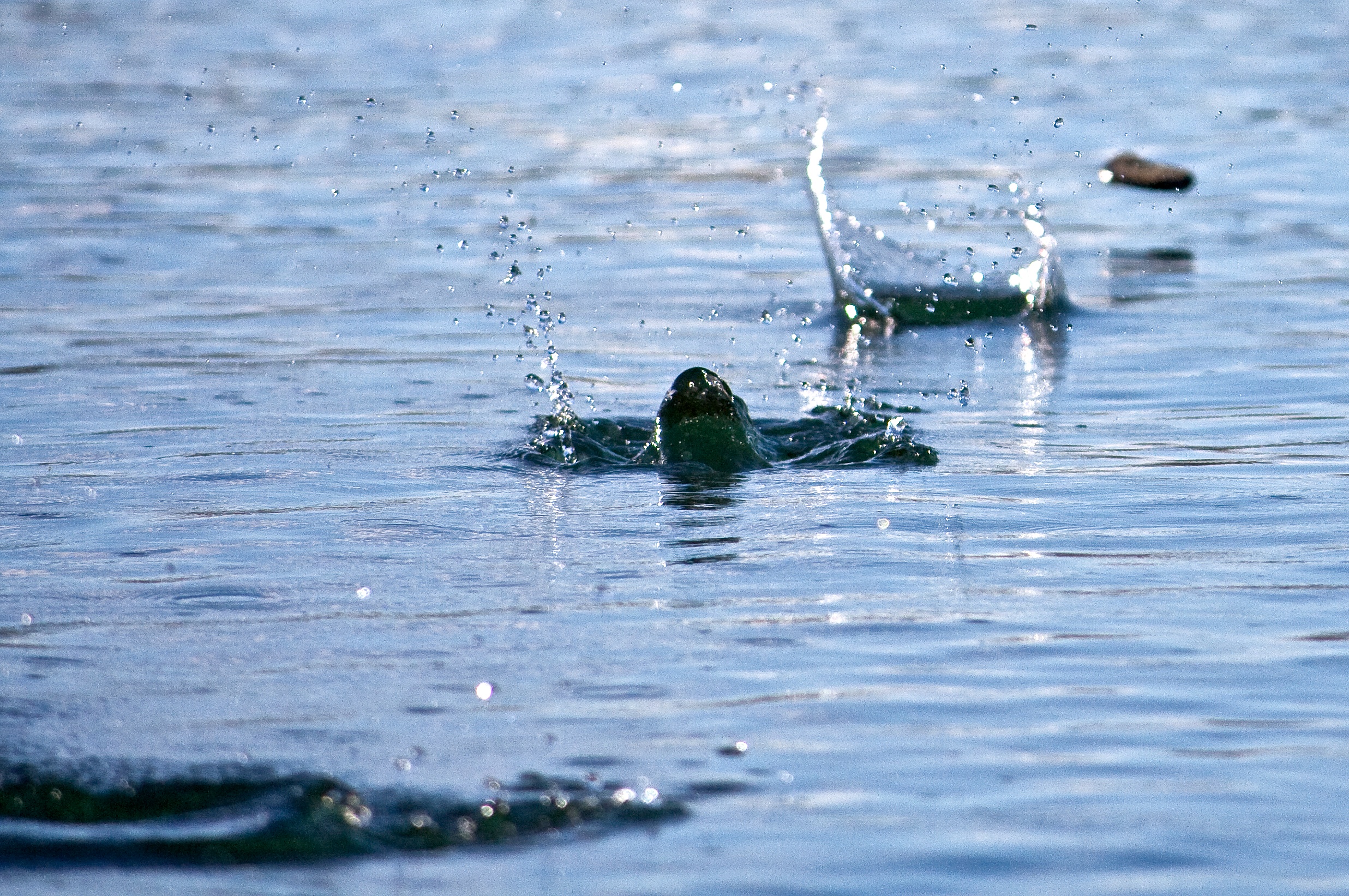 Fig. 7 - Il “rimbalzello” di un sasso piatto lanciato in radenza su una superficie d’acqua è un modello meccanico della riflessione radente dei raggi X su uno specchio (crediti: K. Ridols-Patagonia via Wikimedia Commons, CC BY-SA 2.0).